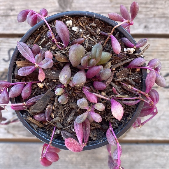 Ruby Pearls life plant / organic - Picture 2 of 5